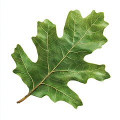 Fototapeta premium Photo of Oak leaves Isolated on white background