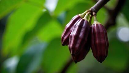 Close up on ripe cocoa pods hanging from a tree branch, showcasing rich brown textures and vibrant green leaves. A macro shot focusing on several ripe, dark brown cocoa pods hanging from a branch