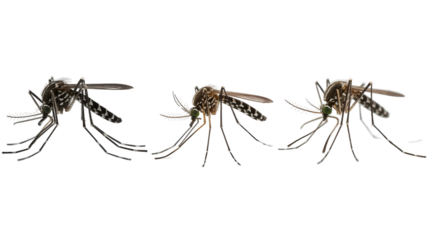 Three mosquitoes isolated on transparent background
