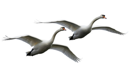 Obraz premium Two white swans flying in the sky isolated on transparent background