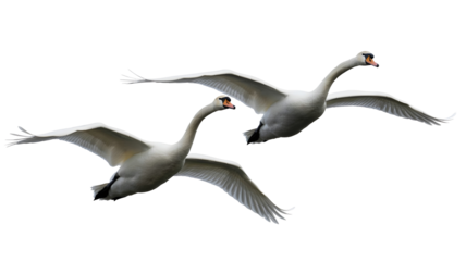 Two white swans flying in the sky isolated on transparent background