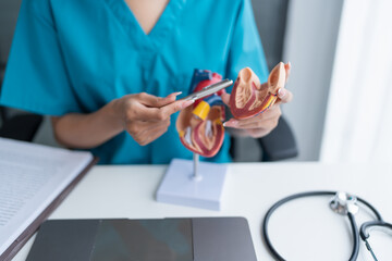 Asian woman Doctor with anatomical model of human heart Cardiologist supports the heart. heart...