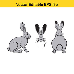Vector art of three views of a rabbit