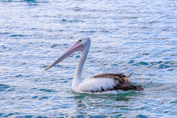pelican on the water river