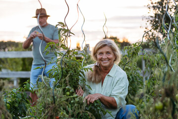 Smiling elderly gardener harvesting fresh tomato in garden.