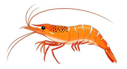 A detailed illustration of a vibrant orange shrimp with white stripes and black spots, isolated on a transparent background