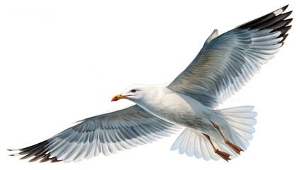 Naklejka premium Soaring Seagull in Mid-Flight
