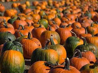 Pumpkin, Thanksgiving