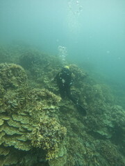 diving on karimunjawa
