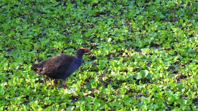 An Australasian Swamphen (Porphyrio melanotus) standing in the wetland filled with dense green aquatic plants, preening and grooming the feathers, foraging for food in the habitat, close up shot.