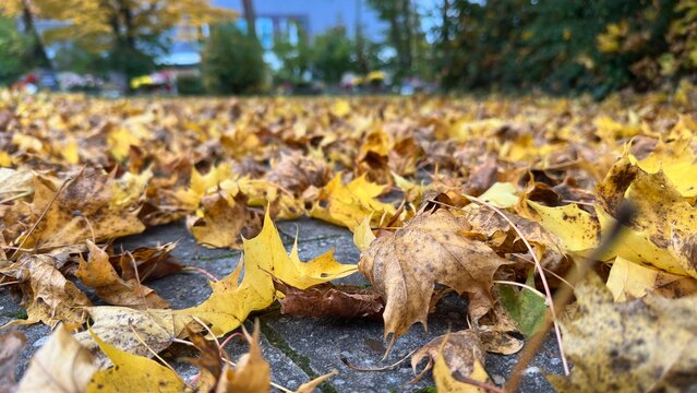 Herbst Laub