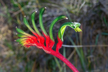 Red and Green Kangaroo Paw Flower with Curved Petals
