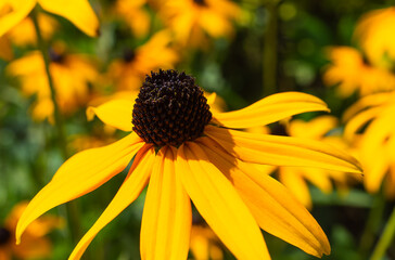 Black Eyed Susan Flower Close Up, Yellow Petals and Dark Center Coneflower in Summer Garden Macro
