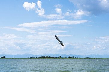 Seagull Flying Over Marano Lagunare Lagoon, Italy, with River Stella Delta and Distant Alps
