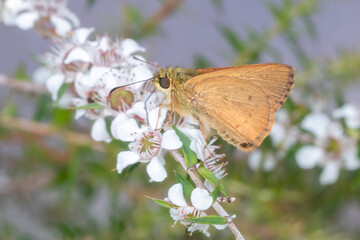 Golden Skipper Butterfly Feeding on White Flowers