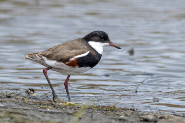 Red-kneed Dotterel Wading in Shallow Wetland Water