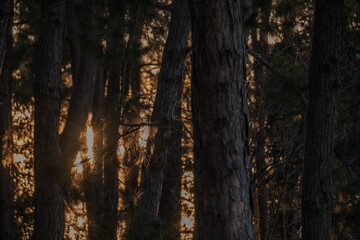 Fototapeta premium evening golden sun rays shining behind many brown tree trunks in wood