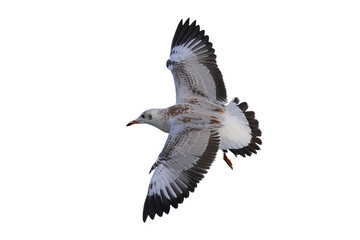 Beautiful seagull flying isolated on transparent background.