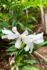 A beautiful white lily in the nature