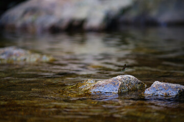 a small tiny damselfly on small rock in the clean clear water bed of wellspring waterfall in watershed forest