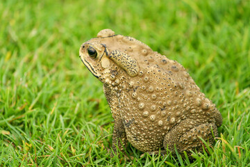 a brown asian black spine toad sit on grass field