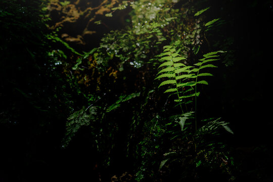 small ferns growing between the shade of rocks in the morning sun shine