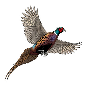 pheasant hunting illustration logo vector image t shirt