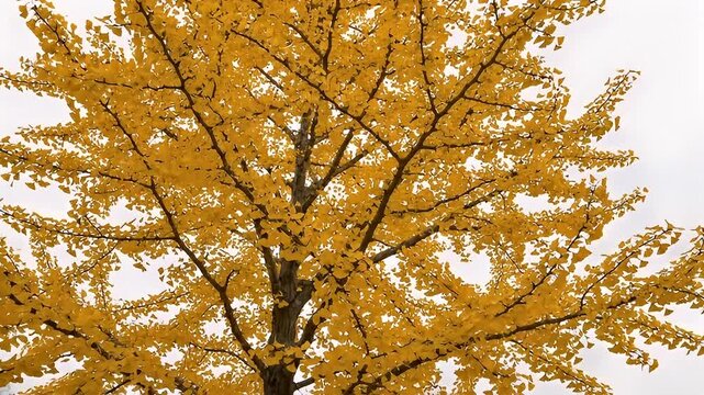 Golden Autumn Leaves A Majestic Ginkgo Tree in Full Bloom