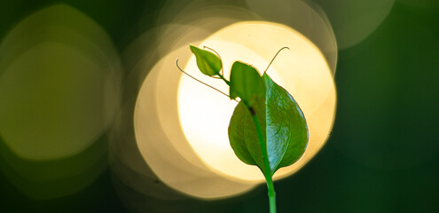 Green nature background. Forest and plant bokeh. Spring foliage in sunny park. Backdrop with blurred green trees. Natural green leaf pattern.