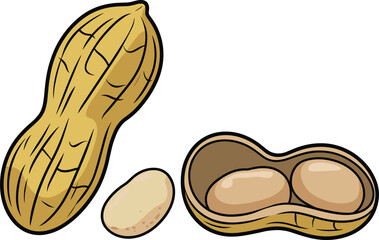 Peanut illustration, whole shell, shelled peanut, kernels, food anatomy, nut structure, educational vector, CAD drawing, flat vector illustration