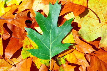 Autumn fall background. Maple and oak fall foliage. Yellow and orange fall leaves closeup. Autumn colors. Autumn fall leaves. Autumnal background.