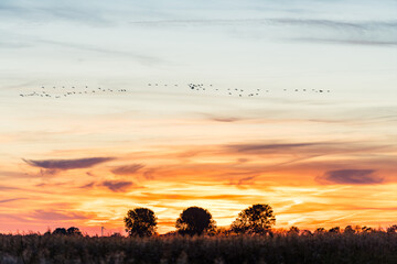 Large Flock of Cranes Flying above Tree Line under Evening Sky, Northern Germany