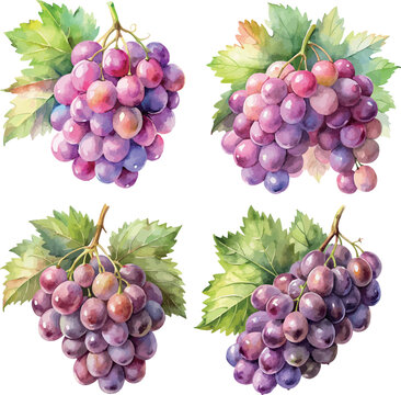Set of Purple Pink Grapes Botanical Watercolor Vector Illustration
