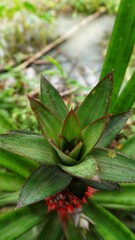 Fototapeta premium background of local pineapple tree leaves