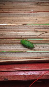 katydids stick to bamboo crafts