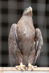 A large eagle is perched on a wooden railing