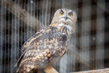 A brown owl is sitting on a wooden post