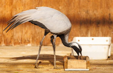 Fototapeta premium A bird is eating from a wooden box