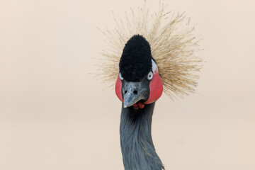 Fototapeta premium A bird with a black and red beak and a red and black head