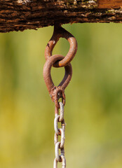 A chain is hanging from a tree branch