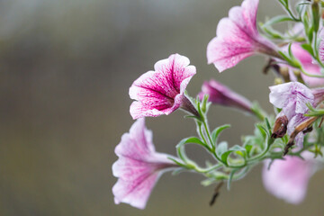 Pink and white flowers with green leaves
