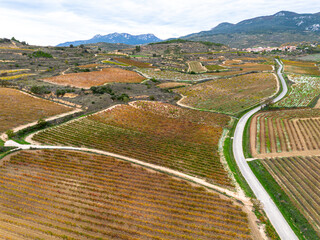 Expansive vineyard fields in La Rioja Spain stretching over hills with curved roads and autumn vines forming rhythmic agricultural patterns under cloudy sky