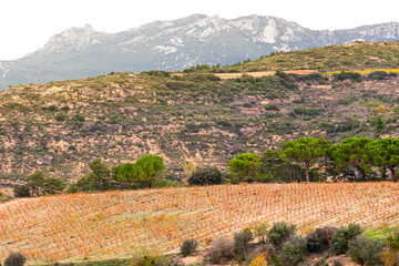 Hillside vineyards in La Rioja Spain extending over mountain slopes with rows of colorful vines in autumn revealing textures of soil and agricultural structure