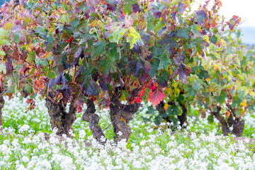 Autumn vineyard in La Rioja Spain with colorful grape leaves and bright foliage across terraced...