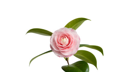 Obraz premium Delicate pink camellia blossom with green leaves against a dark background