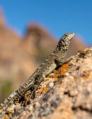 Obraz premium A lizard perched atop a rock against a clear, blue sky