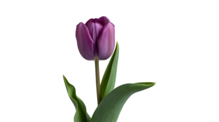 Single purple tulip bloom against a stark black background