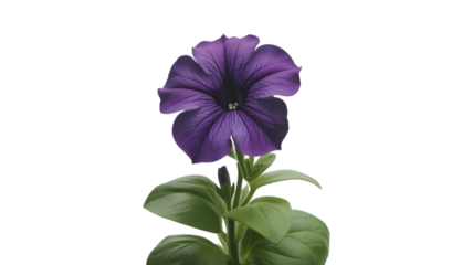 Single deep purple petunia flower with green leaves against black background