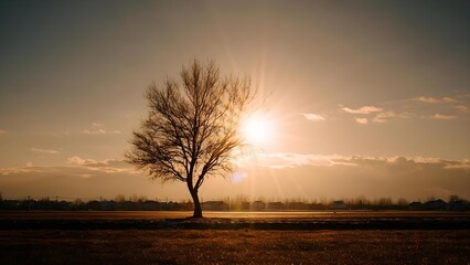 A lone bare tree in a wide field at sunset, sun rays streaming through its branches with a distant town on the horizon. Concept Lone bare tree in a field, Sunset light, Sun rays through branches