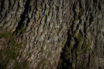 Rough Tree Bark Texture with Green Moss and Natural Light